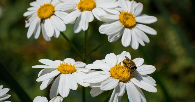 Medicinal Plants In Your Garden image